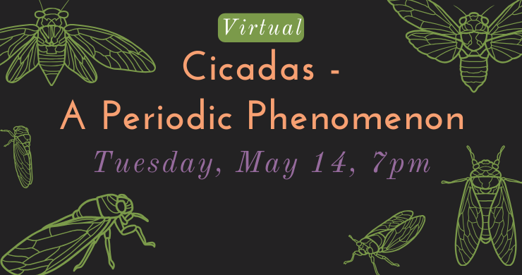 Virtual: Cicadas - A Periodic Phenomenon