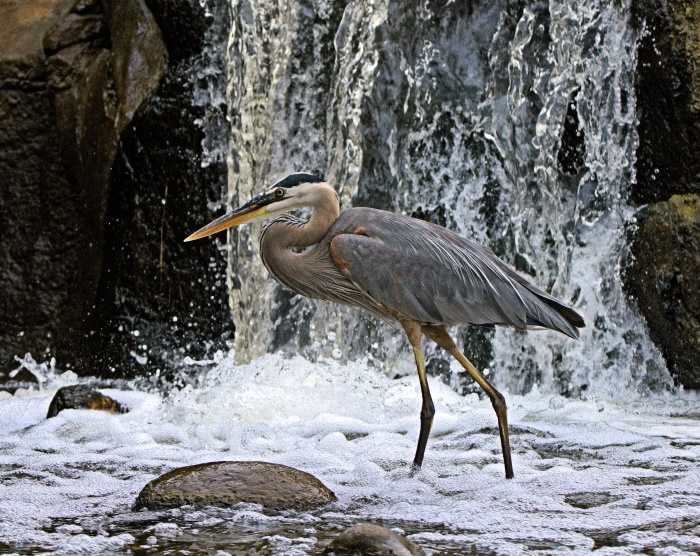 Photograph of a heron standing in front of a waterfall