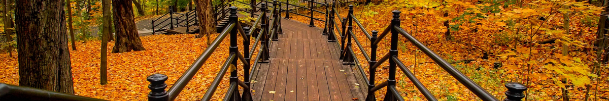 Photo of a bridge with fall leaves around it
