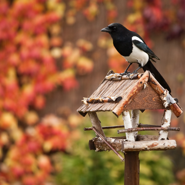 Photo of a magpie on top of a birdhouse with orange and yellow leaves in the background