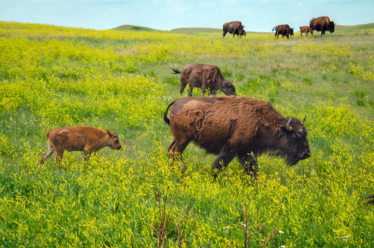 Wildlife While Traveling