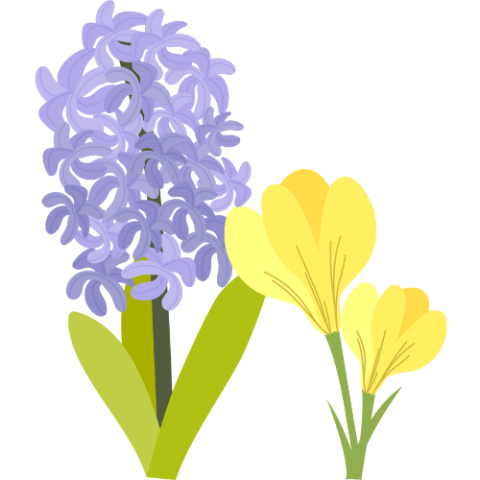 purple hyacinth and yellow crocus flowers