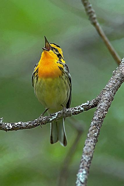 Blackburnian Warbler
