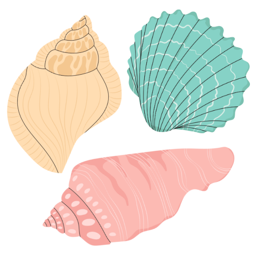 pastel colored shells