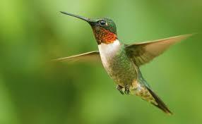 Hummingbird