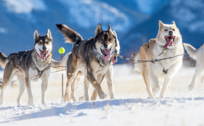 Photo of sled dogs