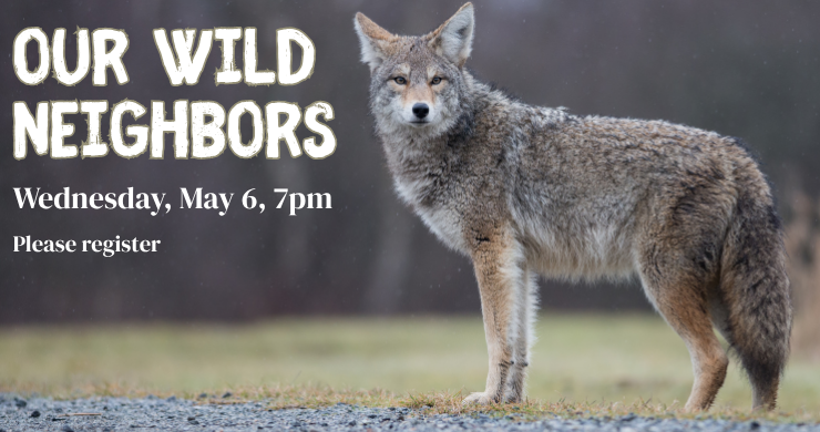Picture of a coyote standing on gravel in front of trees. Text reads "Our Wild Neighbors. Wed, May 6, 7pm. Please register."